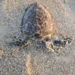 Deceased hawksbill sea turtle washed ashore on a sandy beach within Sudan’s Red Sea coastal environment.