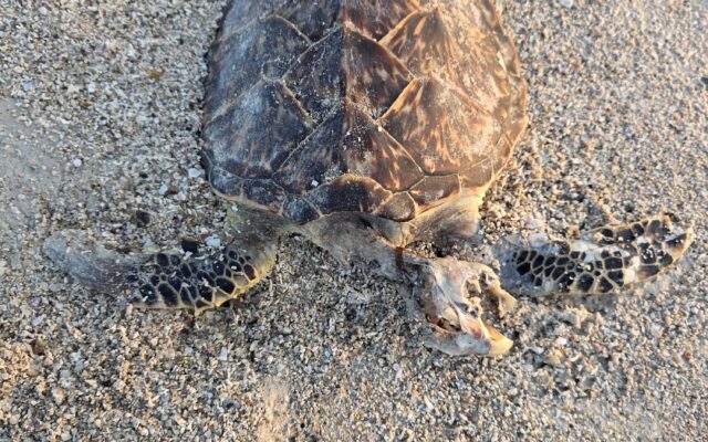 Deceased hawksbill sea turtle washed ashore on a sandy beach within Sudan’s Red Sea coastal environment.