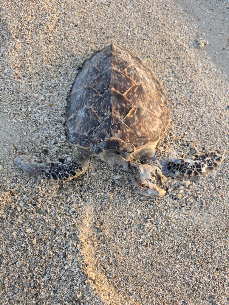 Deceased hawksbill sea turtle washed ashore on a sandy beach within Sudan’s Red Sea coastal environment.