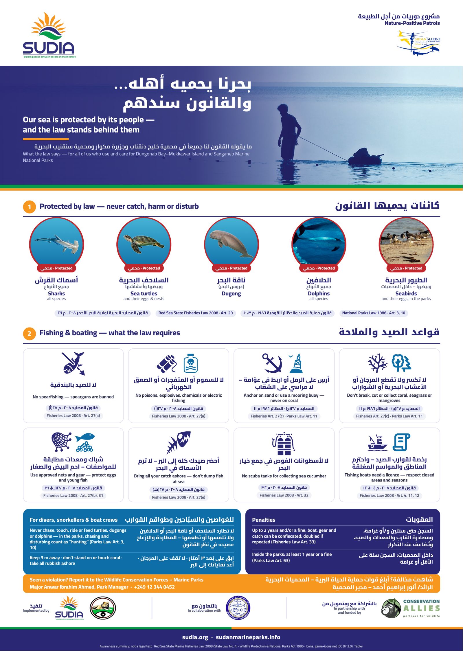 Bilingual Arabic and English poster: Our sea is protected by its people and the law stands behind them. It shows the protected species (sharks, sea turtles, dugong, dolphins, seabirds), fishing and boating rules with the articles of the Red Sea State Fisheries Law 2008 and the National Parks Law 1986, penalties, and how to report a violation to the Wildlife Conservation Forces.